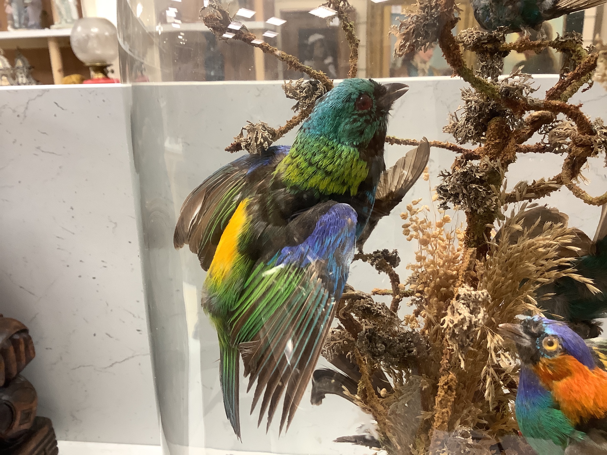 A Victorian taxidermic group of exotic birds, under a glass dome, height 46cm